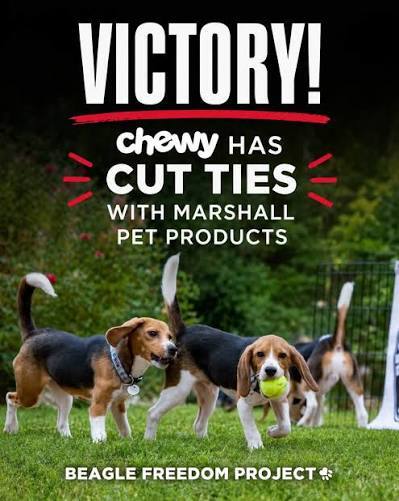 CHEWY VICTORY -The Beagle Freedom Project CHEWY VICTORY -The Beagle Freedom Project