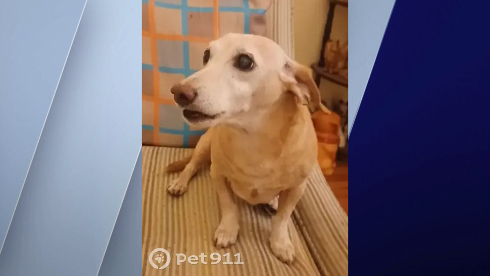 Lost service dog, Bam Bam, found! 